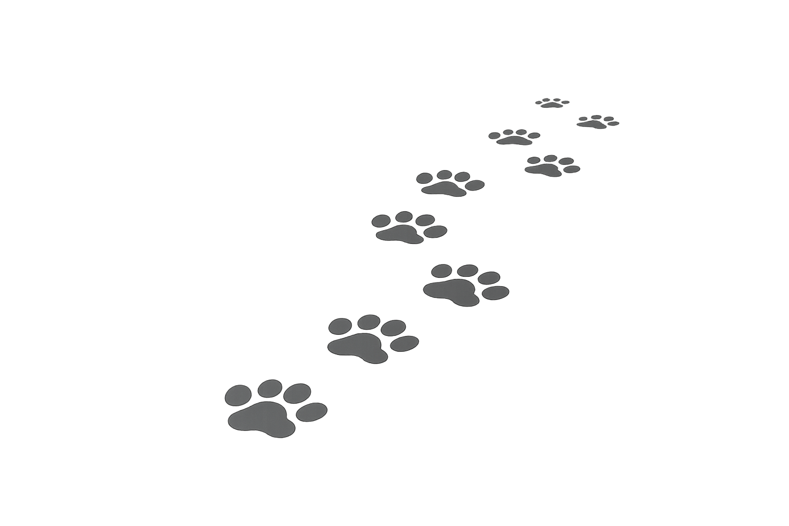 Eine schwarze Katze als Betrachterin des Augenblicks