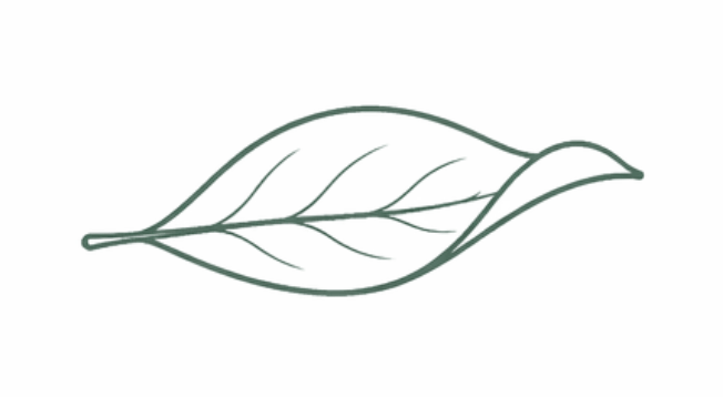 Blatt einer Magnolie