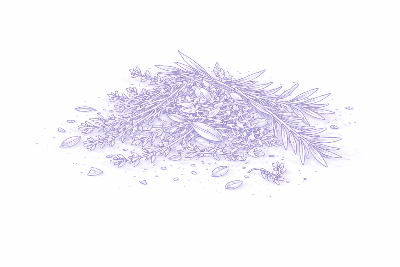 Kräuter der Provence