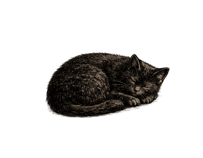 Schwarze Katze schläft