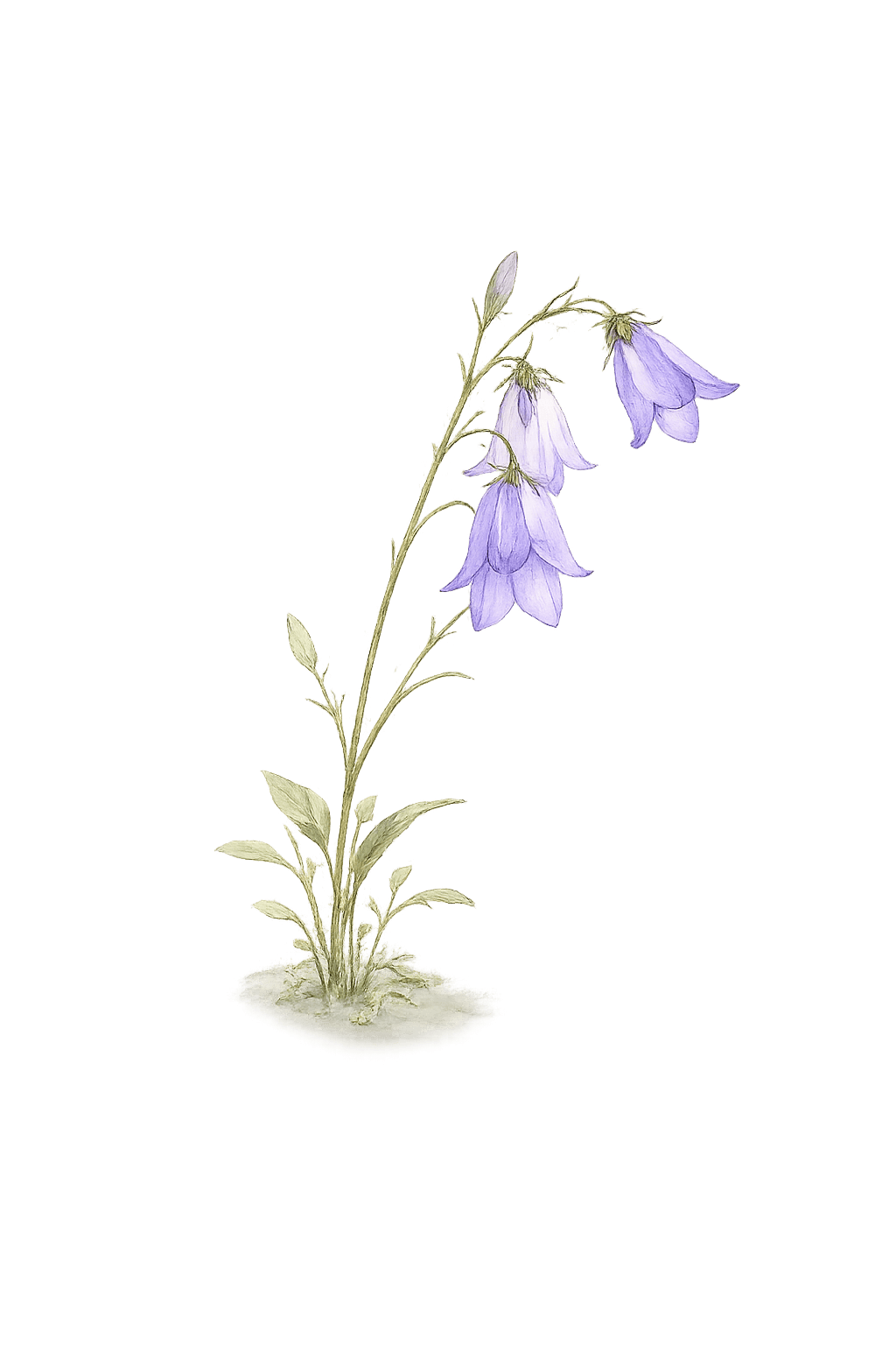 Glockenblumen als Link