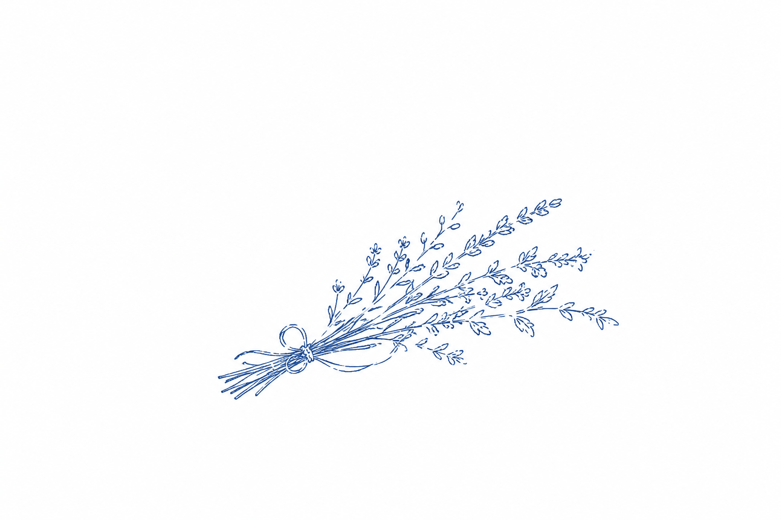 Gezeichnetes Bündel Lavendel blau auf weiß.