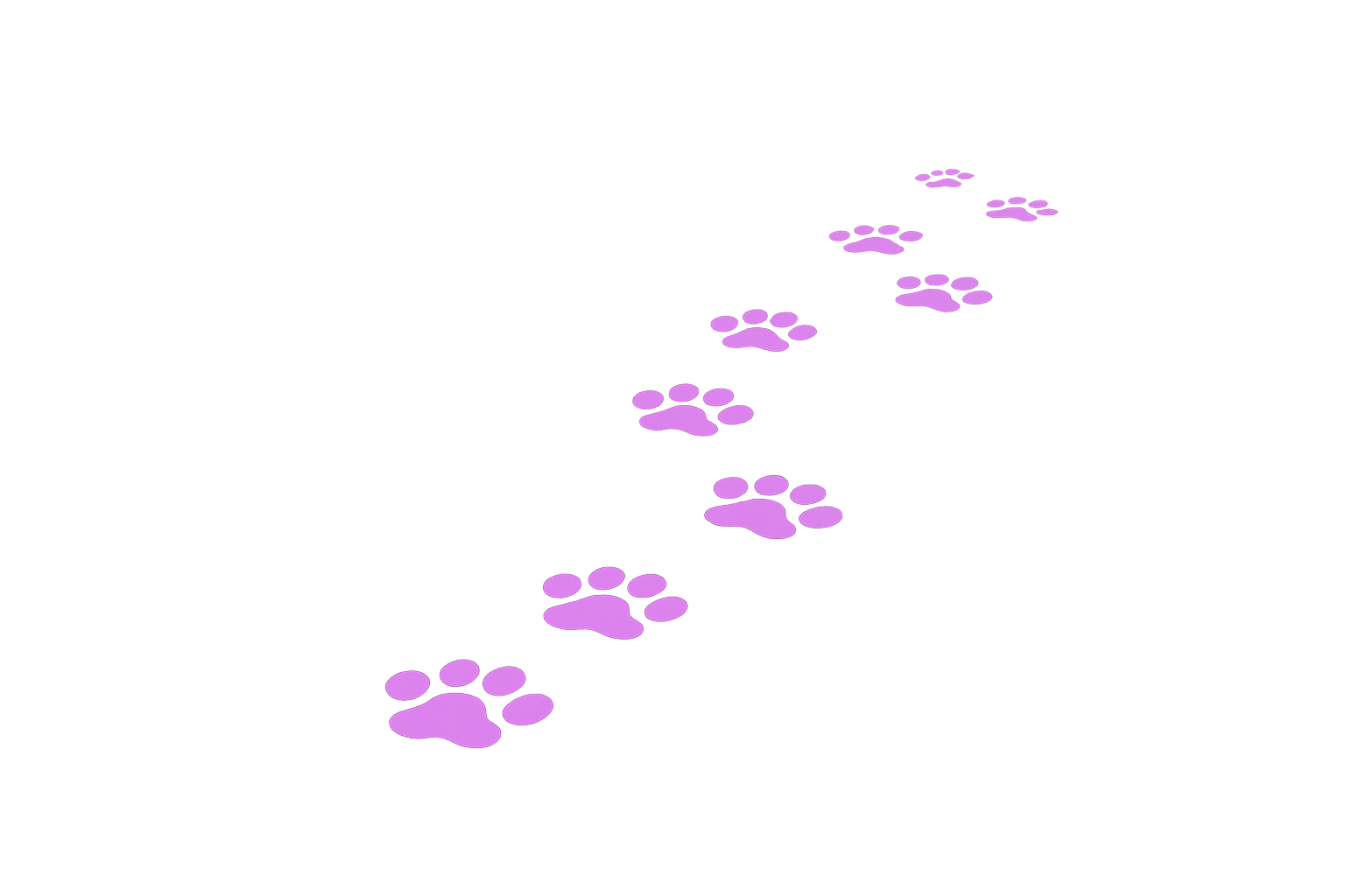 Weiße Katzenpfoten auf schwarzem Grund