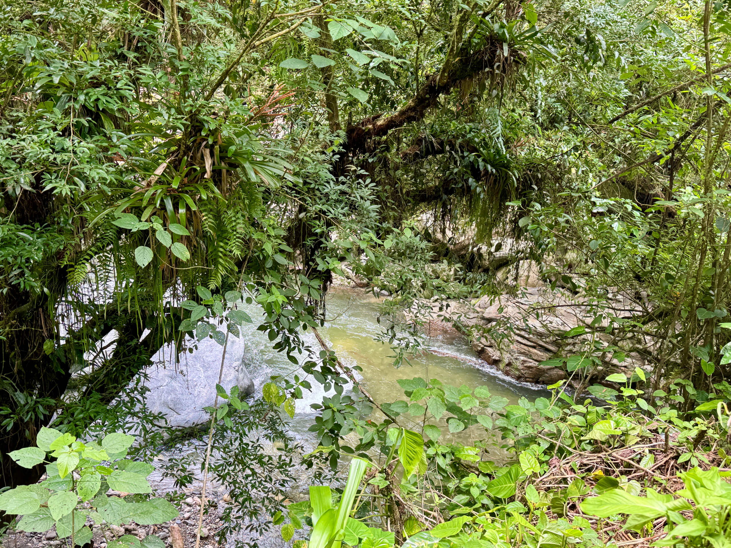 Urwald und Fluss
