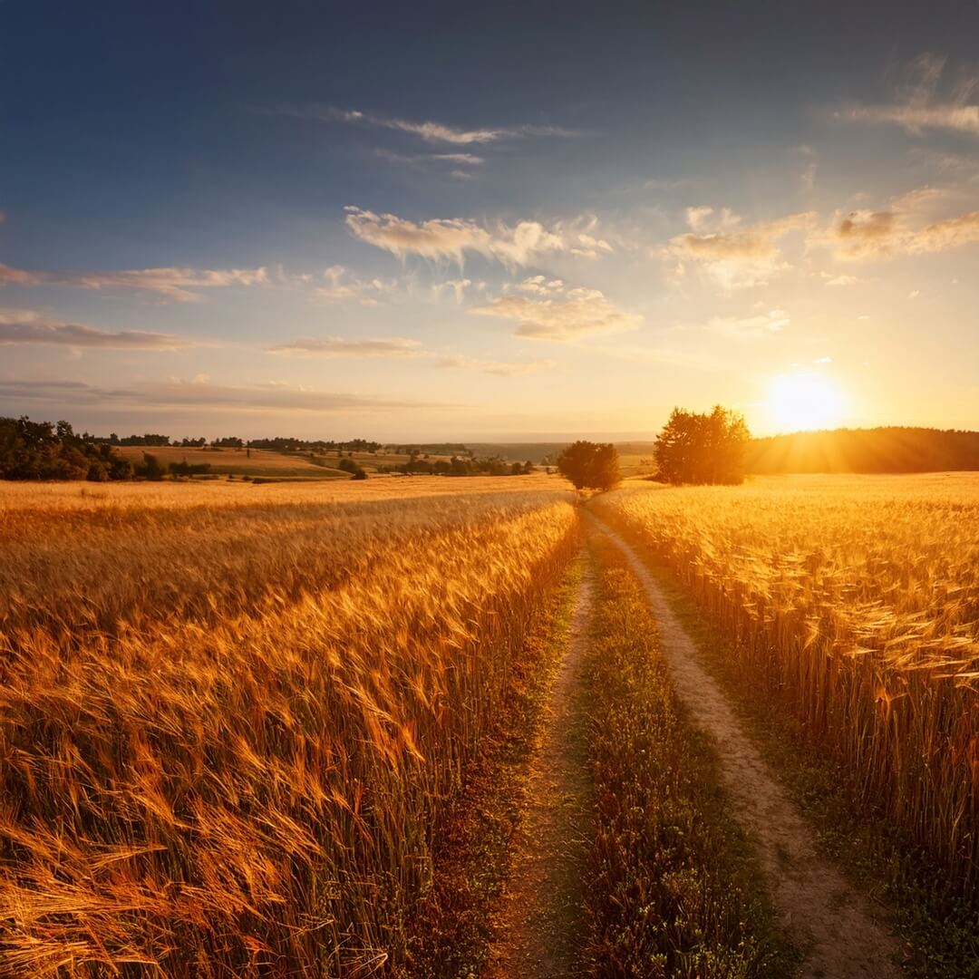 Sommerlicher Pfad in goldenem Licht – Weite und Richtung.