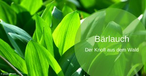 Bärlauch – die Kraft im Frühling