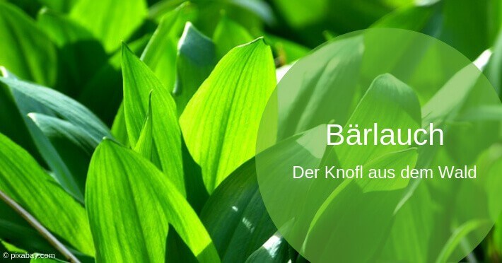 Bärlauch – die Kraft im Frühling
