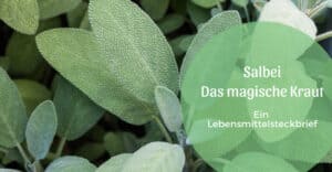 Salbei, das magische Kraut, nicht nur in der TCM