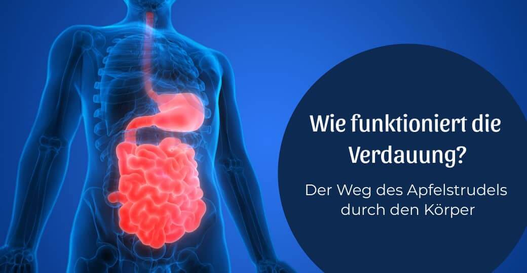 Wie funktioniert die Verdauung am Beispiel Apfelstrudel?