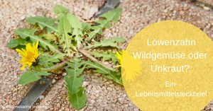 Löwenzahn – Wildgemüse oder Unkraut?