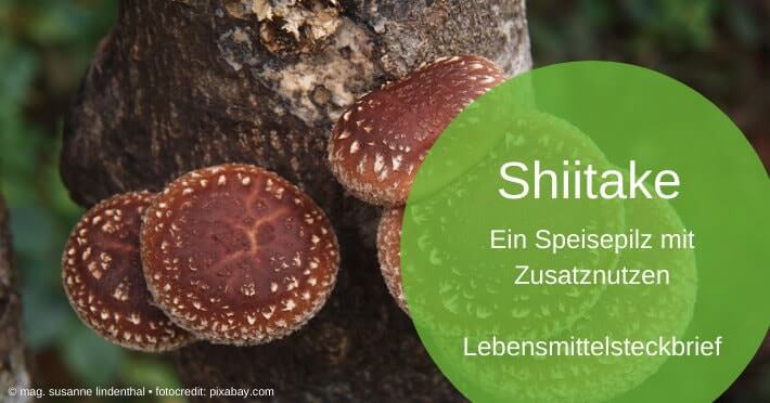 Shiitake, ein Speisepilz mit Zusatznutzen