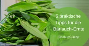 5 praktische Tipps für die Bärlauch-Ernte und Verarbeitung