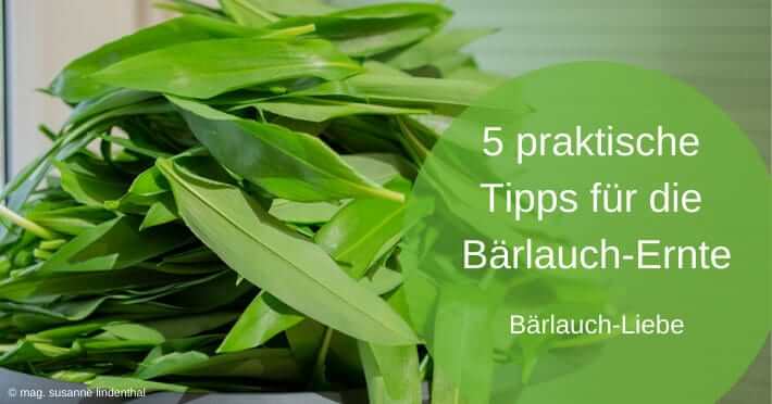 5 praktische Tipps für die Bärlauch-Ernte und Verarbeitung