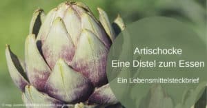 Artischocke, eine Distel zum Essen