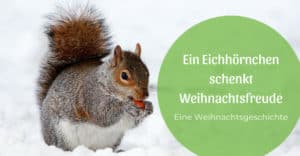 Ein Eichhörnchen schenkt Weihnachtsfreude