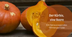 Der Kürbis, eine Beere? Wer hätte das gedacht!