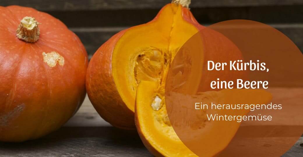 Der Kürbis, eine Beere? Wer hätte das gedacht!