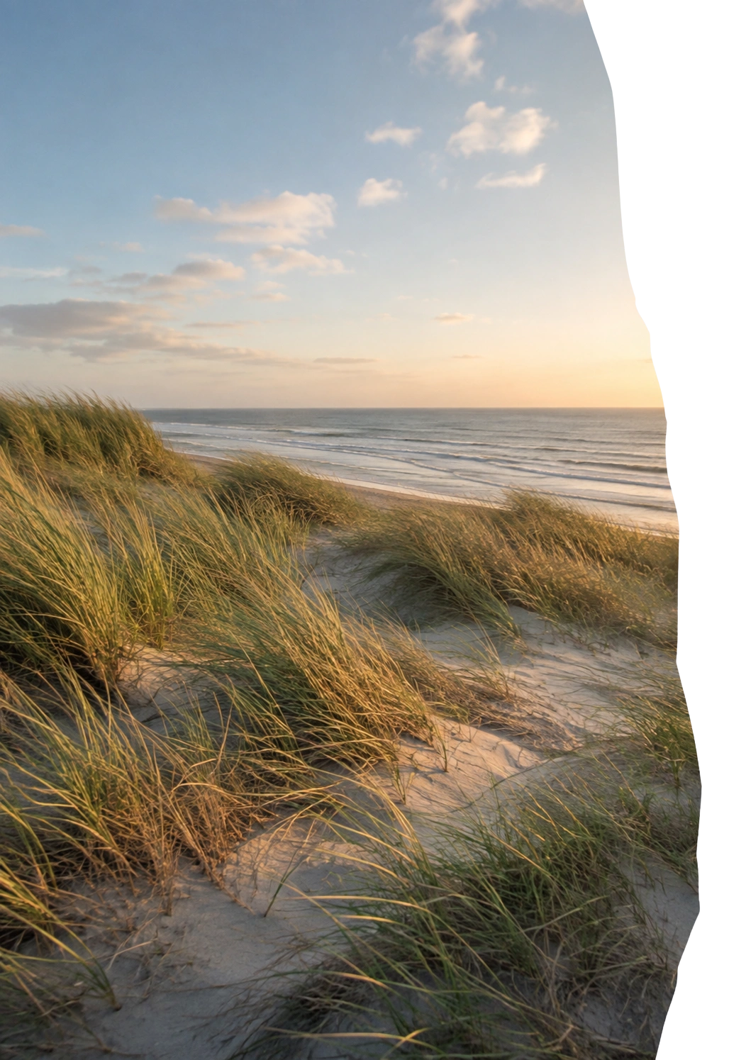 Sanddünen mit Dünengras und Blick auf das Meer im warmen Abendlicht