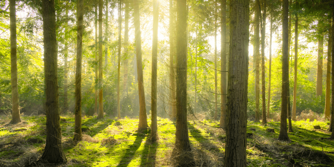 Natürlich stark – warum Holz der Baustoff der Zukunft ist