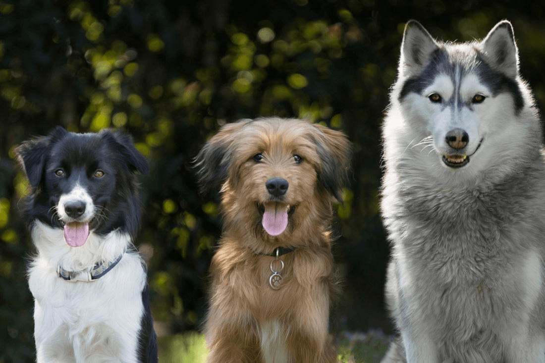 Social Walk: Impulskontrolle