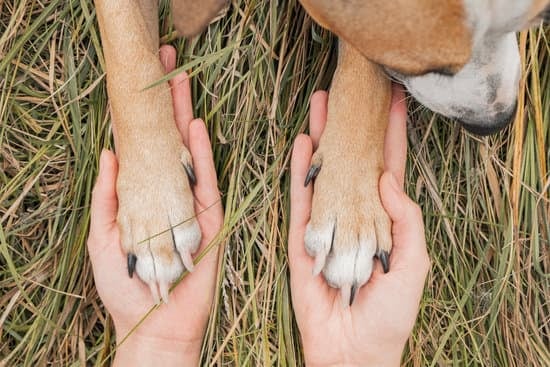  Die Weisheit der Tiere