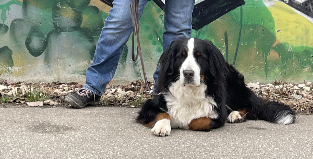 Hunde führen im Alltag (CH-Neuenegg) 