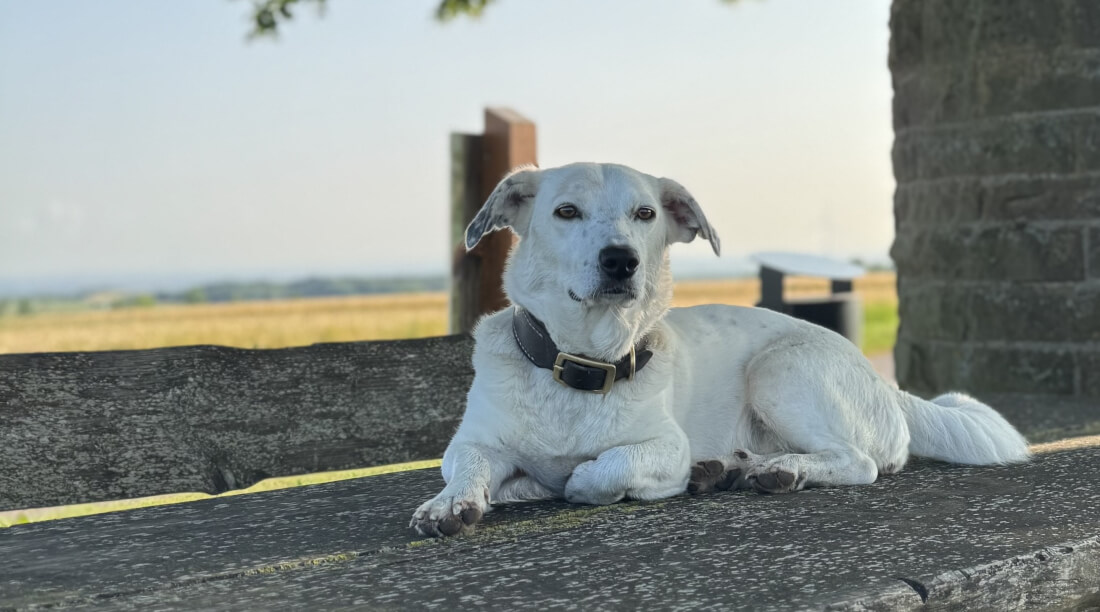 Gemeinsam in Verbindung-soziale Ansprache & Freifolge (CH-Neuenegg)