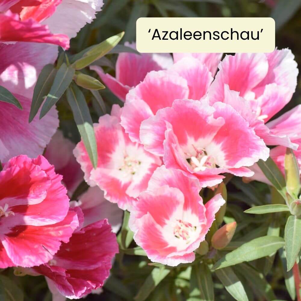 Foto Atlasblume