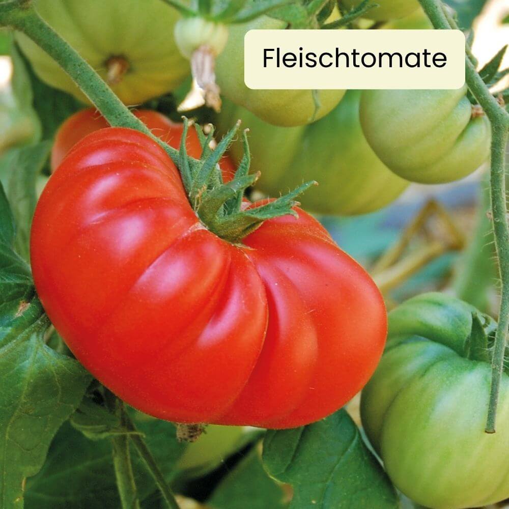 Foto Tomate Branywine