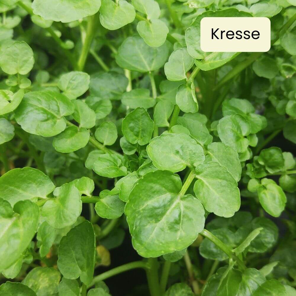 Foto Brunnenkresse