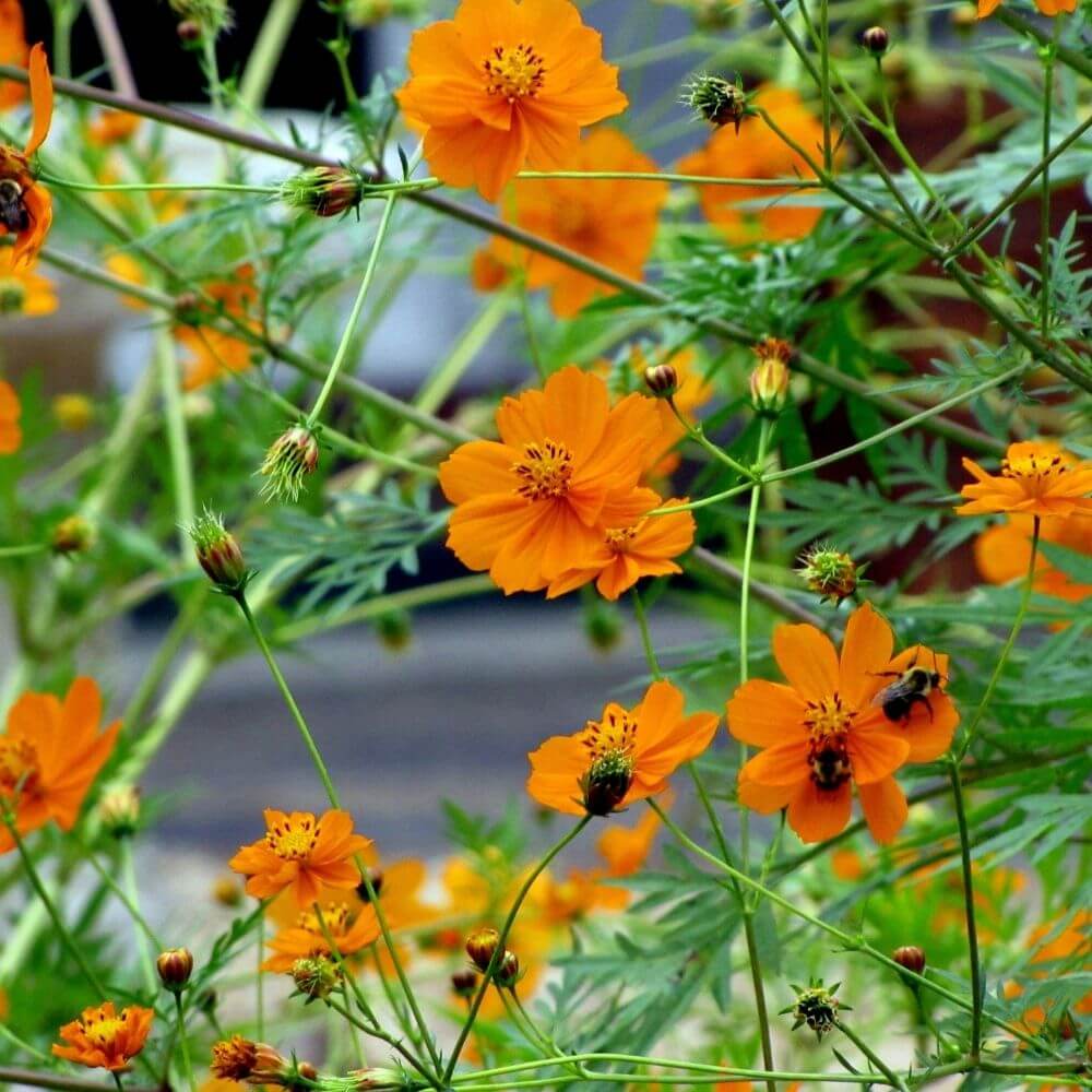 Foto Cosmea Orange