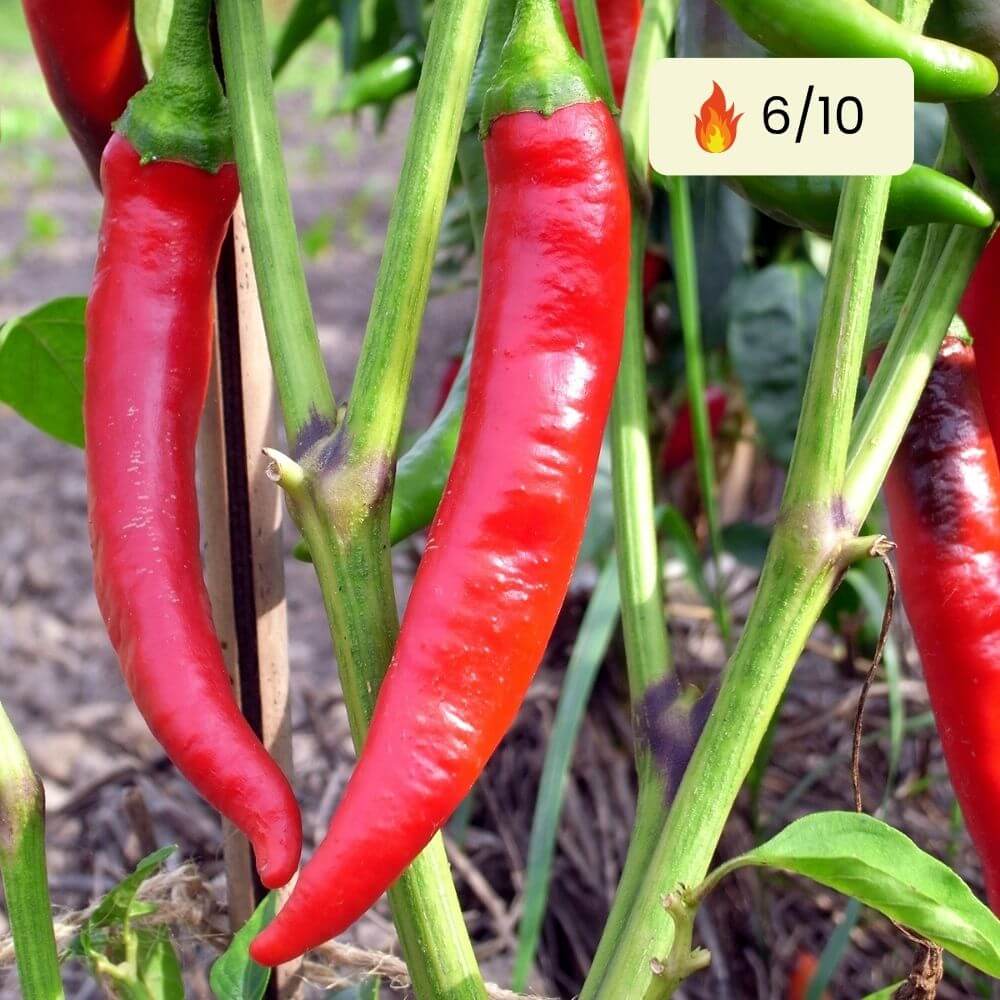 Foto Peperoni De Cayenne