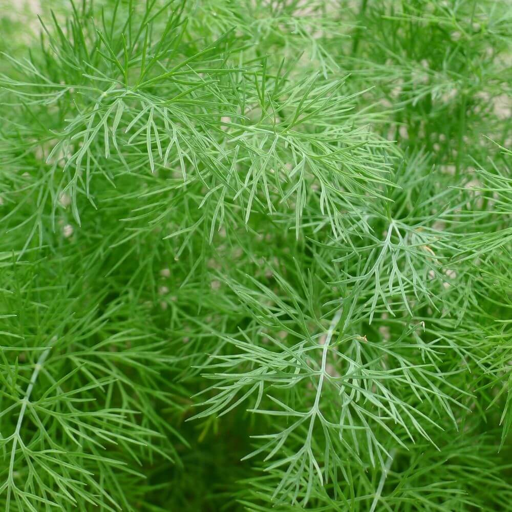 Foto Dill