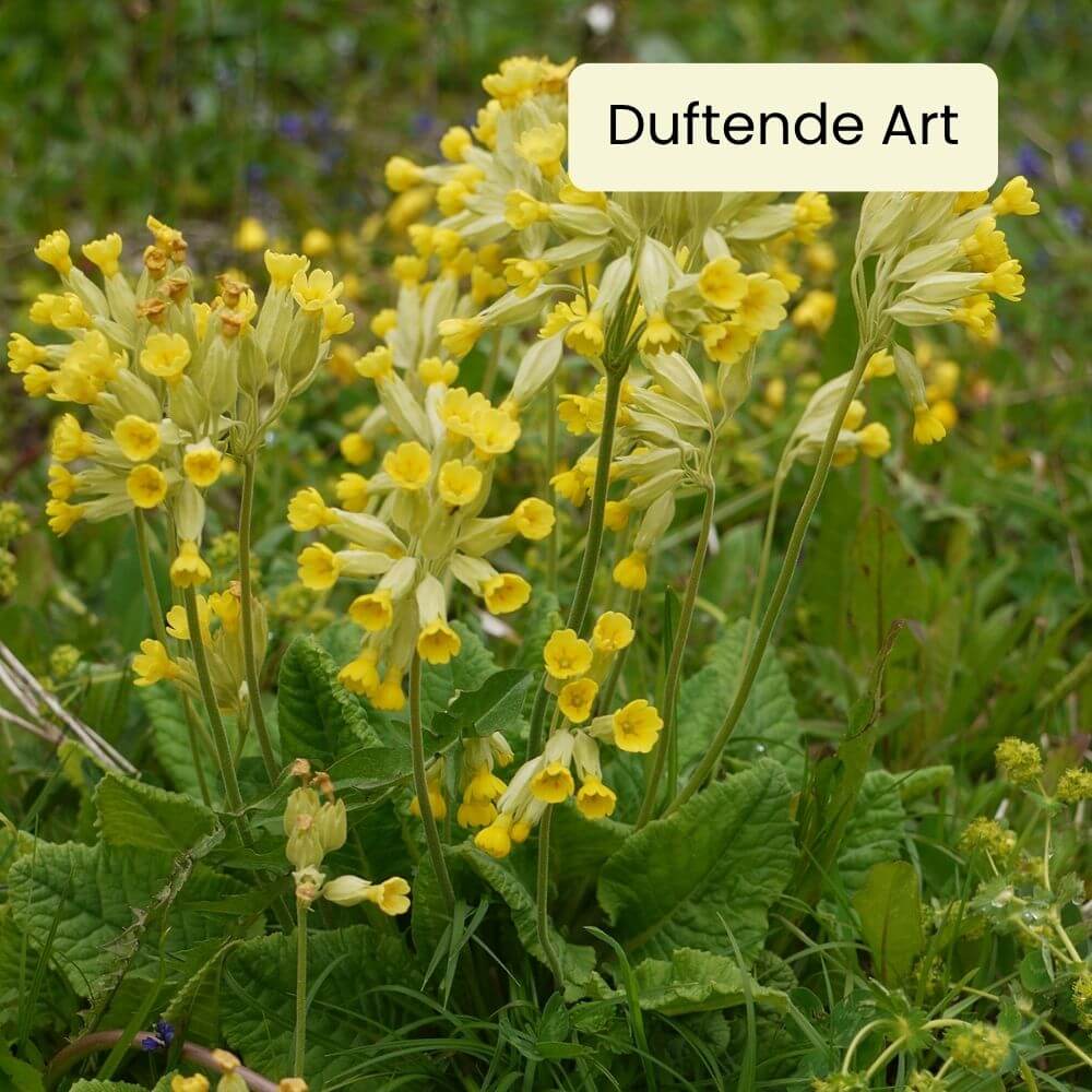 Foto Echte Schlüsselblume