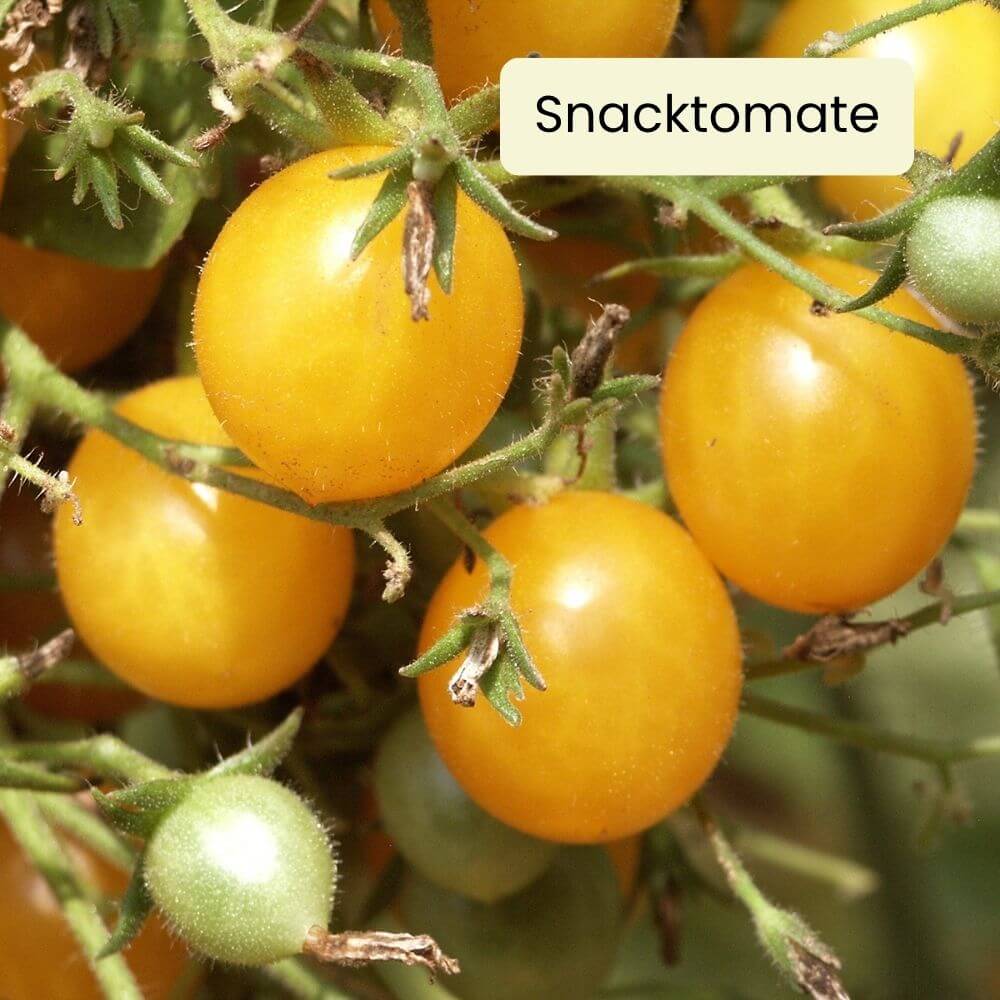 Foto Tomate Gelbe Cherrytomate