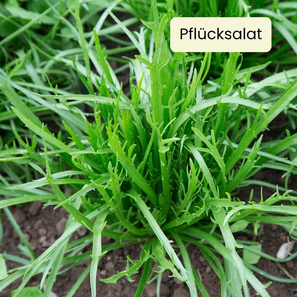 Foto Hirschhornsalat