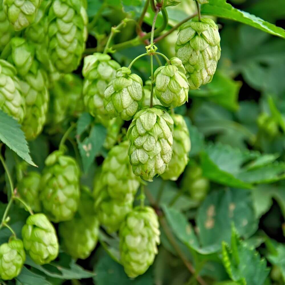 Foto Hopfen