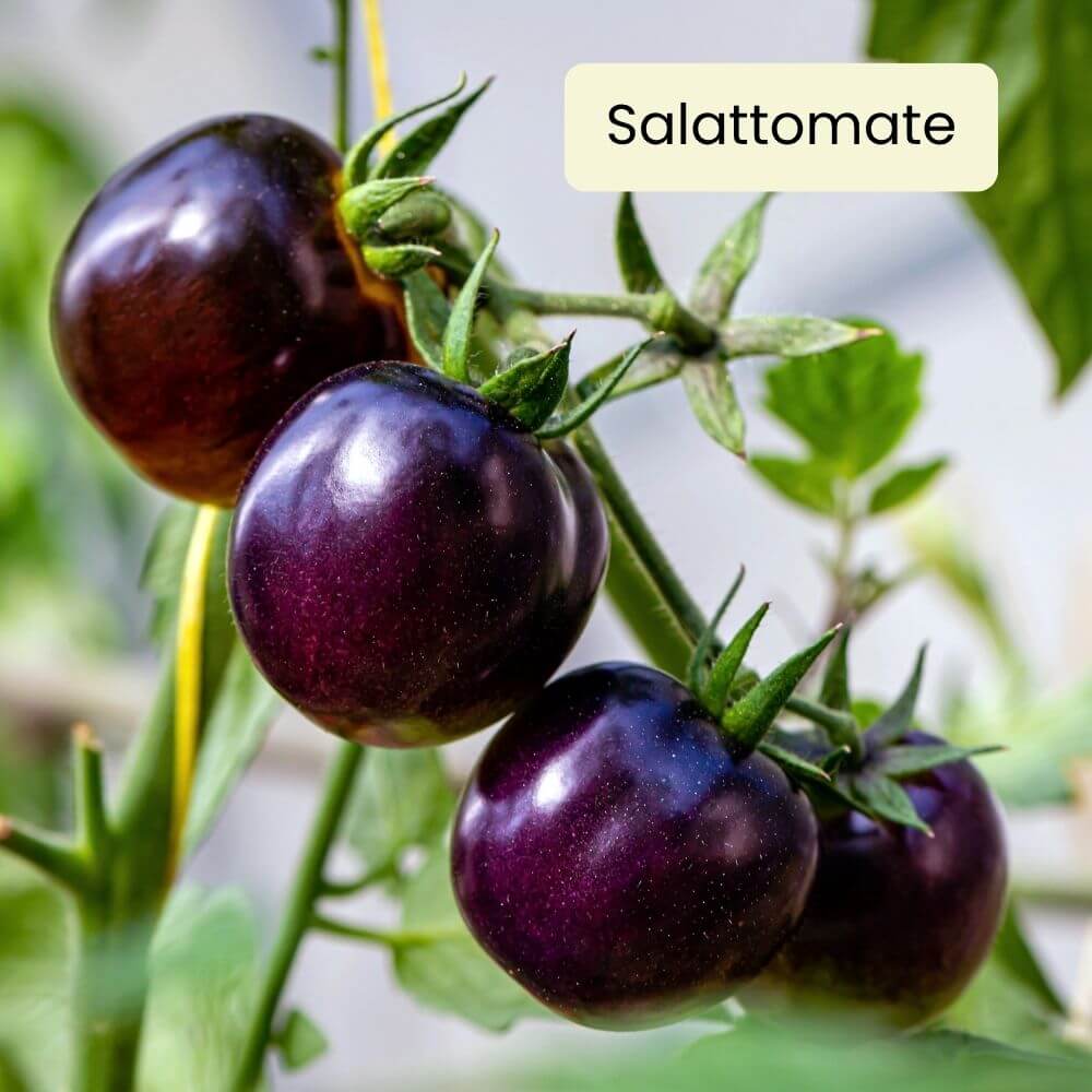 Foto Tomate Indigo Rose
