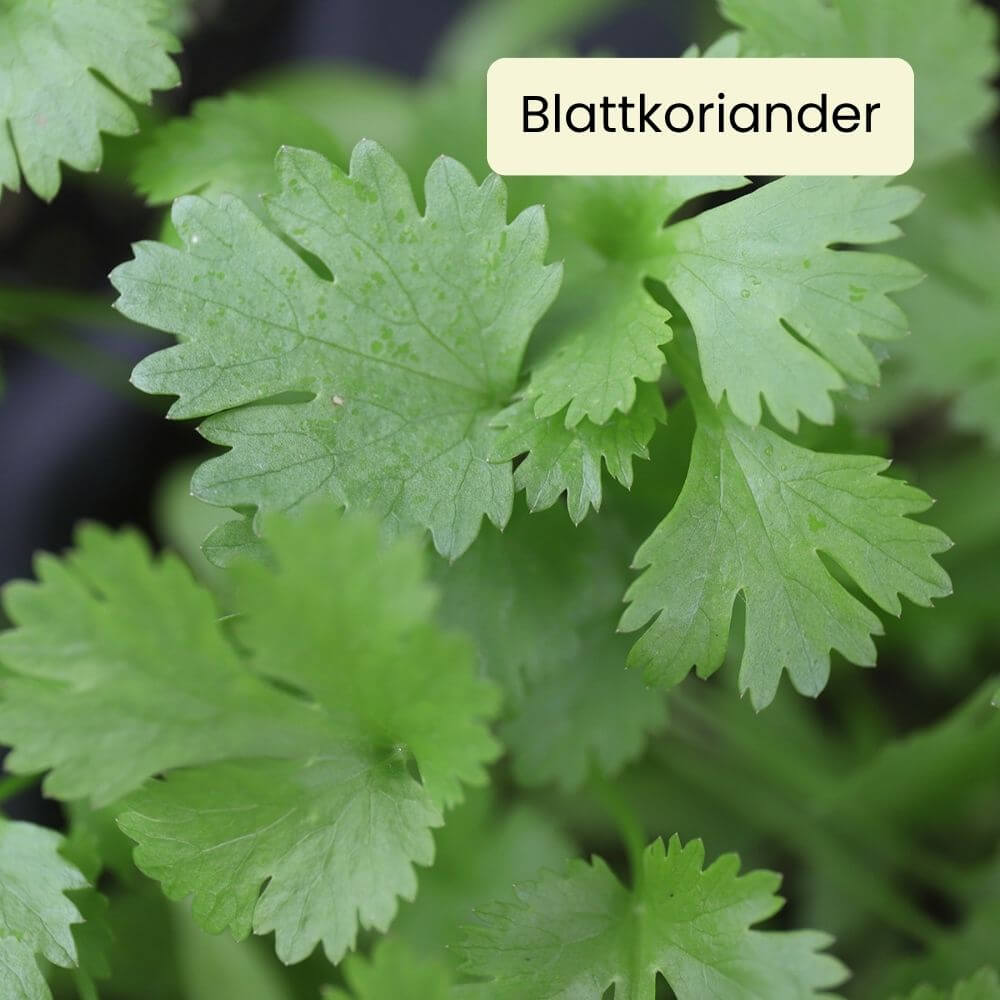 Foto Koriander