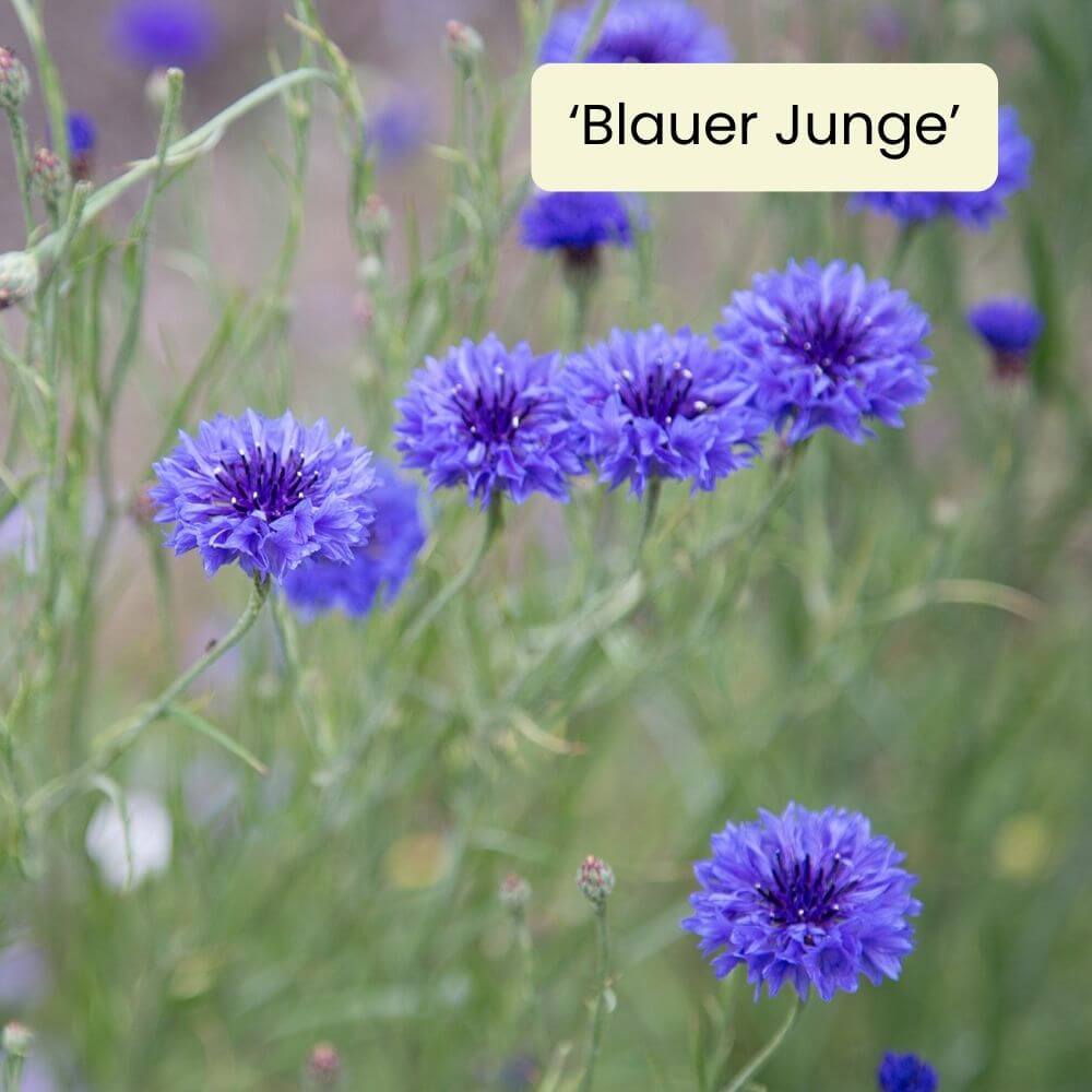 Foto Kornblume
