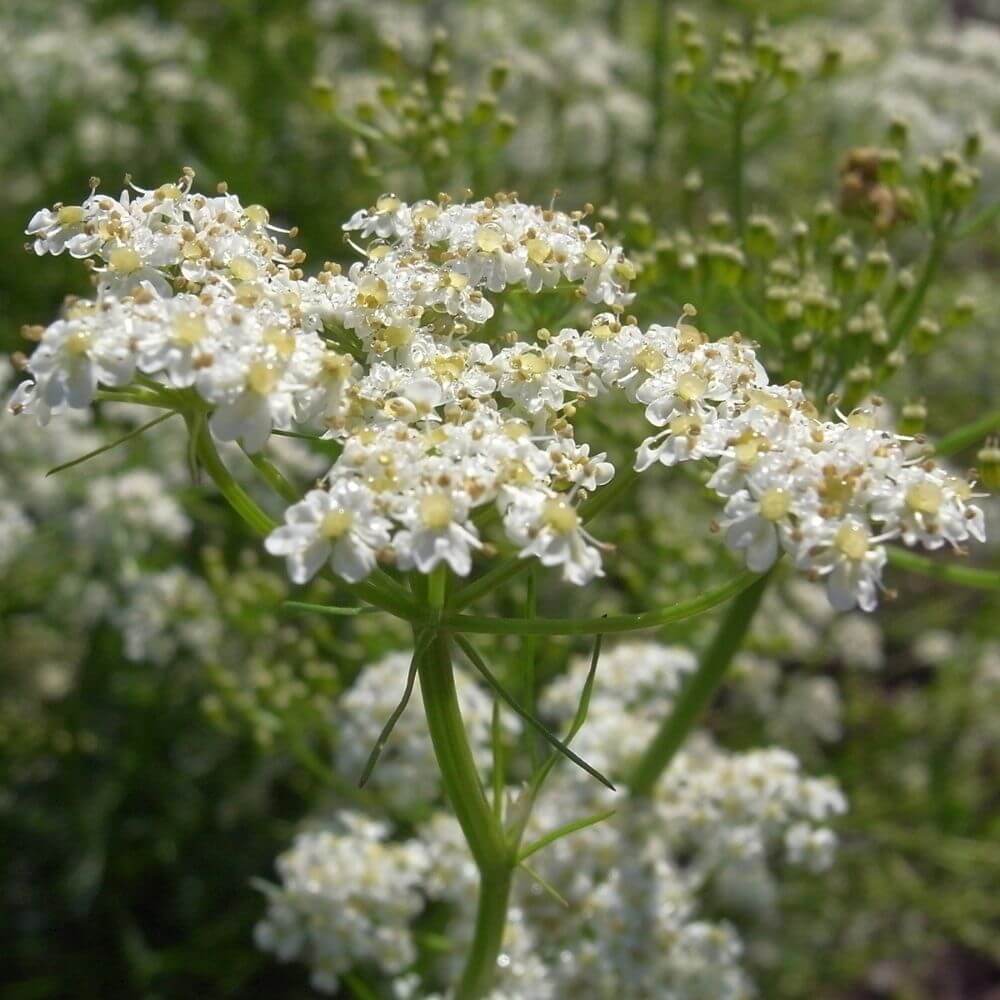 Foto Kümmel