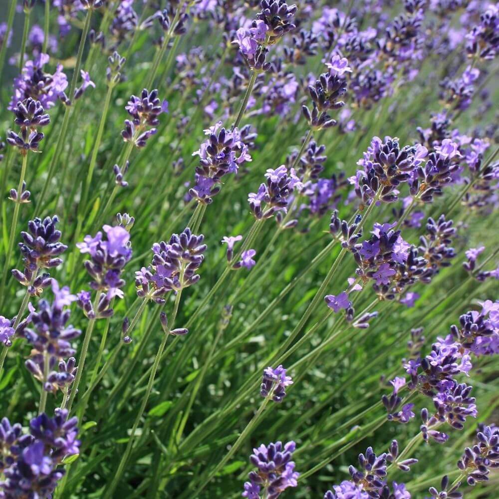 Foto Lavendel