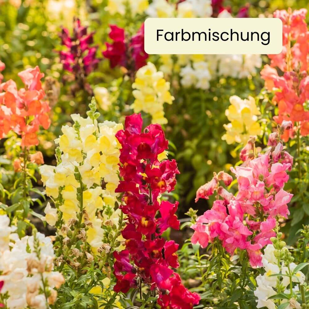 Foto Löwenmäulchen
