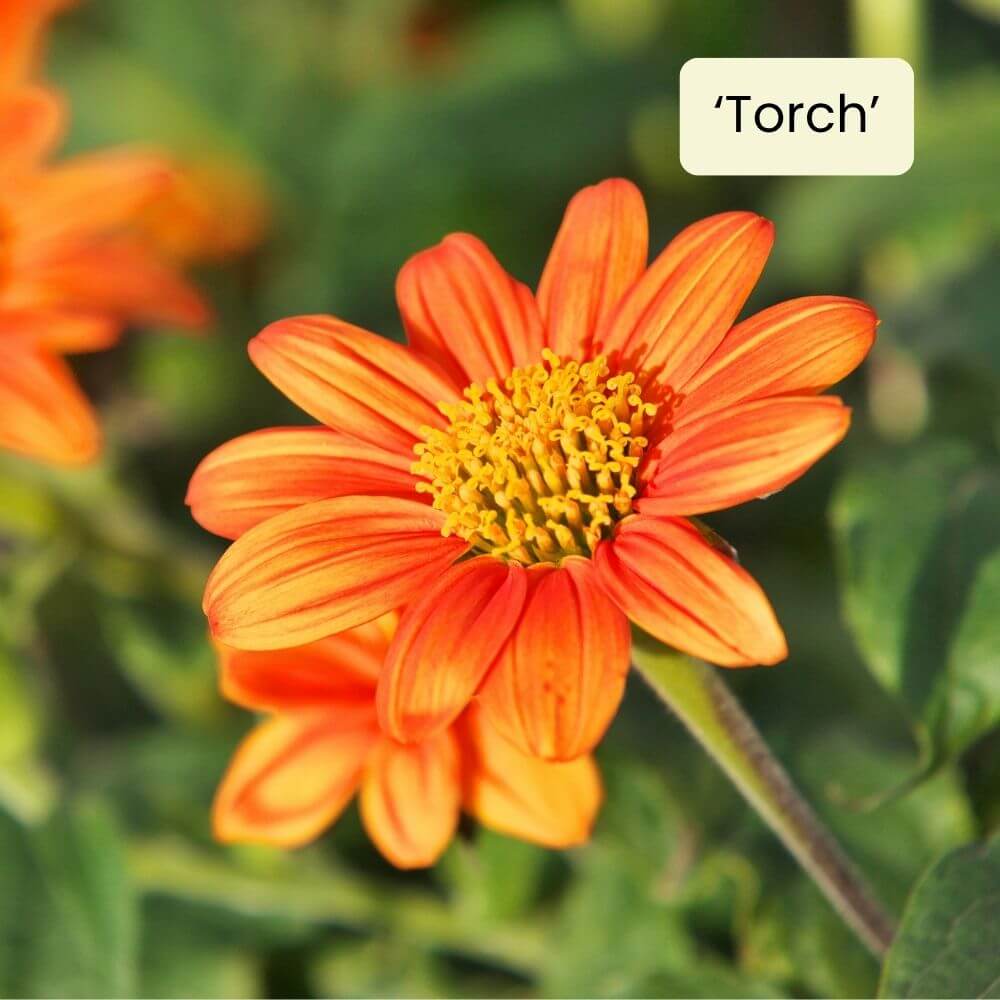 Foto Mexikanische Sonnenblume