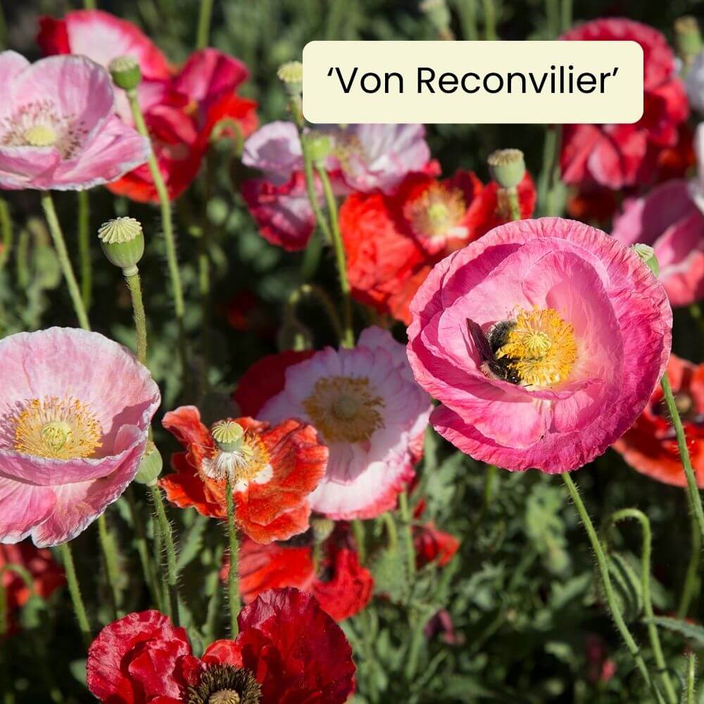 Foto Mohn von Revonvilier