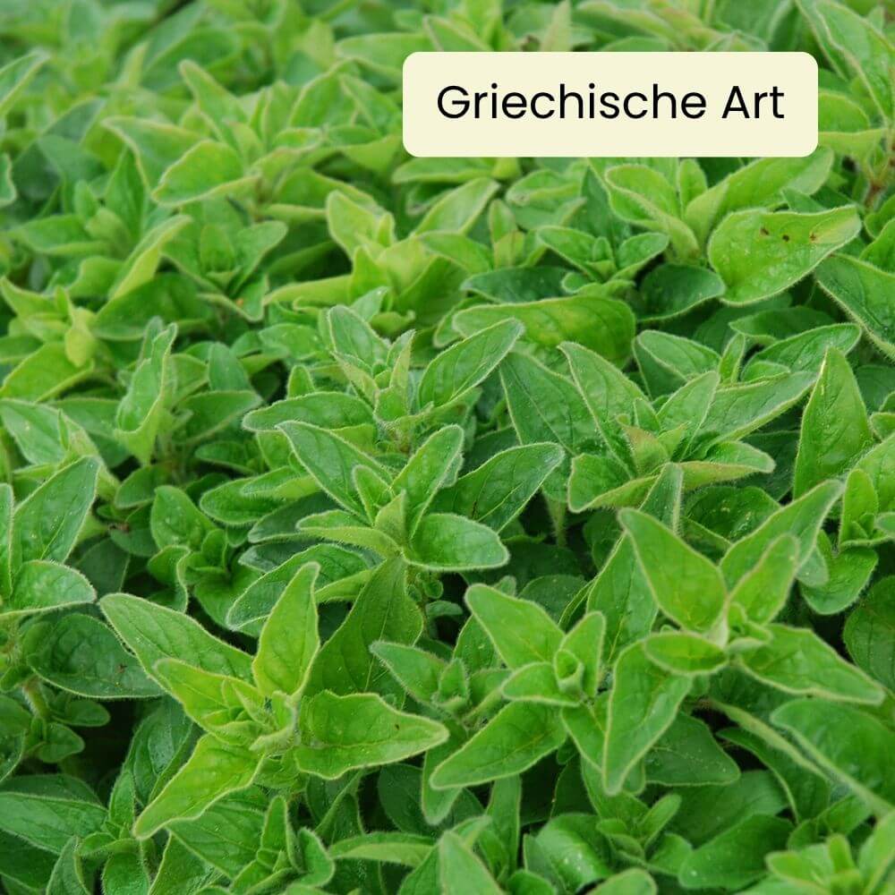 Foto Oregano