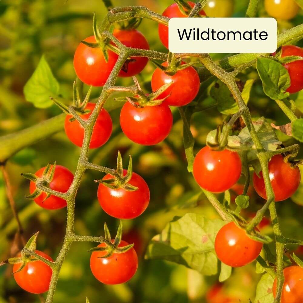 Foto Tomate Rote Ribisel
