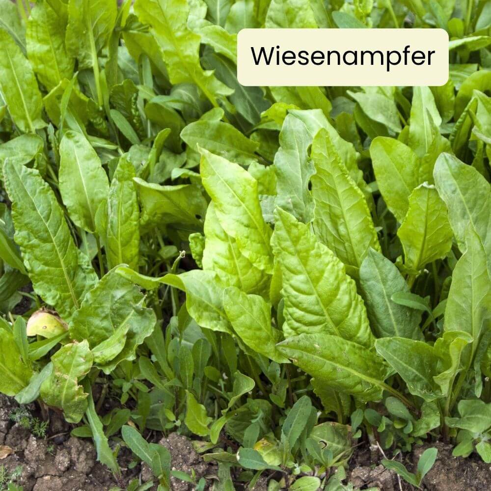 Foto Sauerampfer
