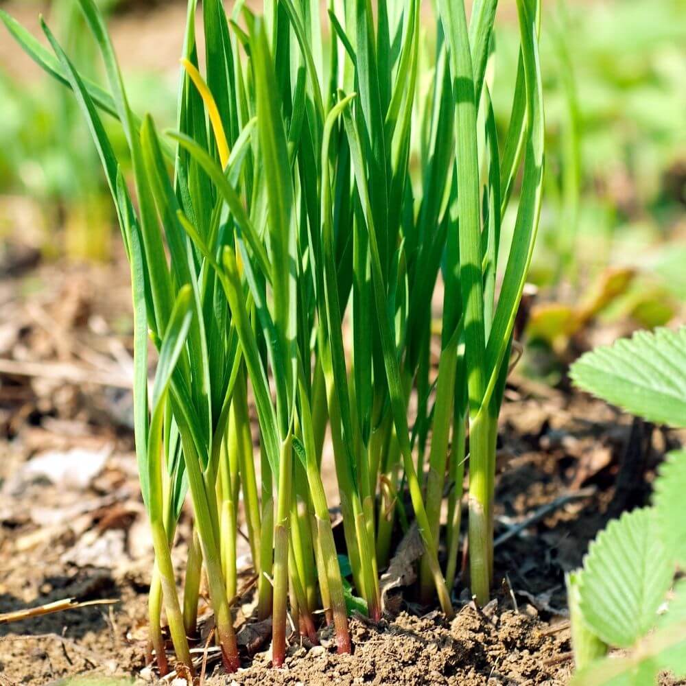 Foto Schnittknoblauch