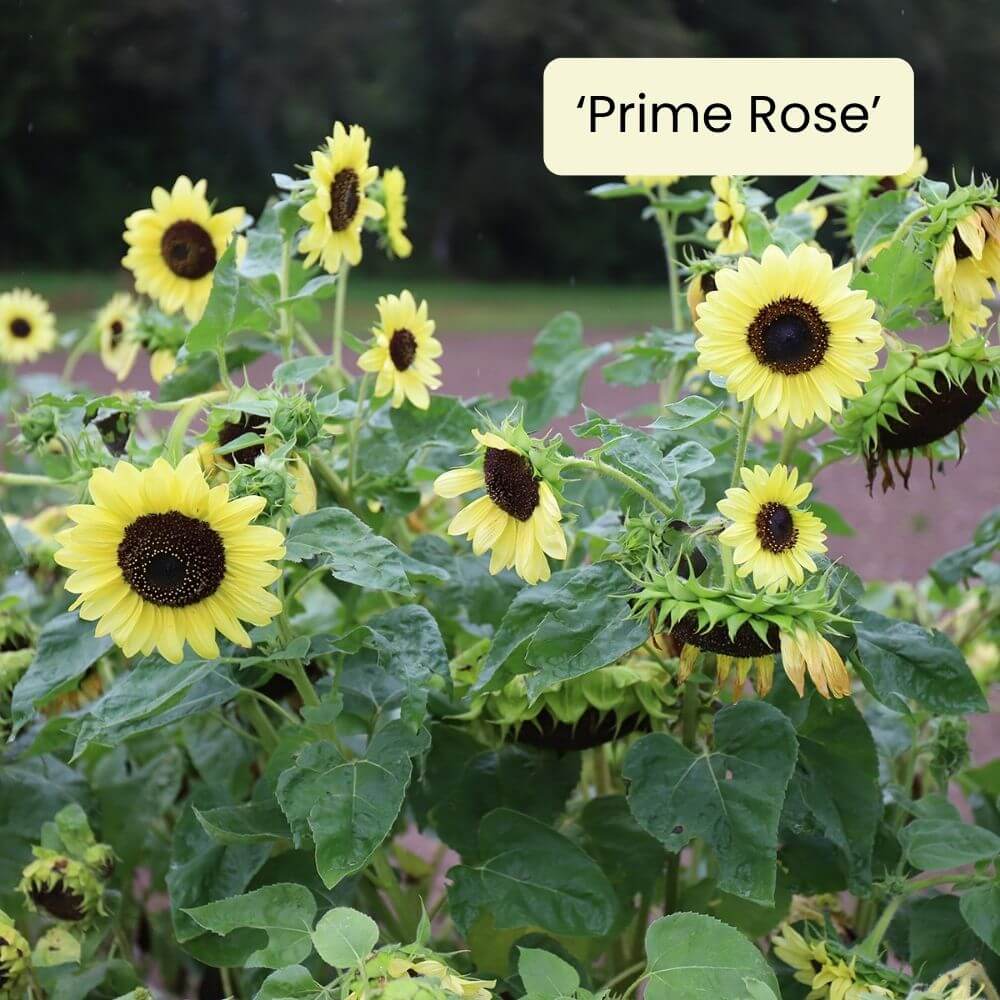 Foto Sonnenblume Prime Rose